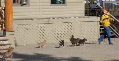 and a little bit of “Follow the Leader” with Ellen… the little puppies here are members of our “International Currency” litter (their mom was “Dollar”) So we had: Guilder, Kroner, Euro, Peso, Rouble, Shilling & Lire.