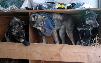 Three of the girls from Dave's team check out the competition from their boxes in the dog trailer. Opel, Charger and Panda ~ harnessed and bootied!