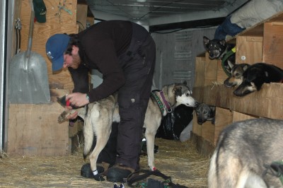 Dave gets his team ready in the dog trailer.
