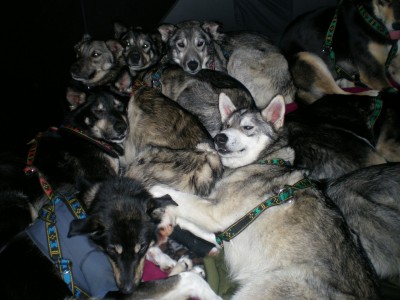 ...and what's inside the "Mobile Dog Unit"?? The team - ready for a snooze.