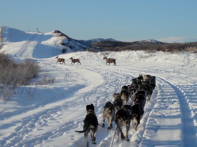 Iditarod training