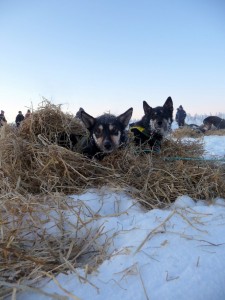 Getting cozy in the straw at a checkpoint